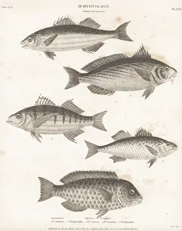 Orme And Brown: Parrotfish, seabass and shi drum species