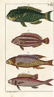 Squirrelfish: Parrotfish, striped parrotfish, Spanish hogfish