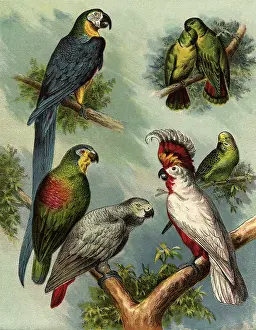 Cockatoo: Parrots
