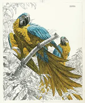 Parrots: Parrots