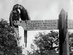 Signposts: Parrots on a sign