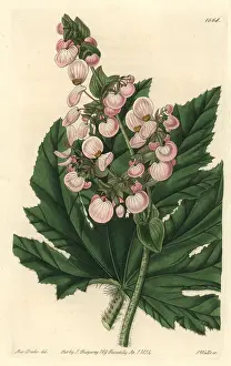 Begonia: Parsnip-leaved or starleaf begonia, Begonia heracleifolia