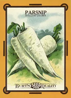 Packets: Parsnip Seed Packet