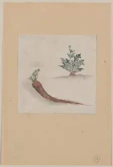 Carrots: Parsnips or carrots with plant growing in the background