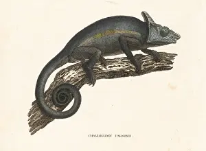 Bildersaal: Parson's chameleon, Calumma parsonii