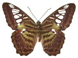Parthenos: Parthenos sylvia virens, clipper butterfly