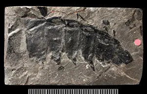 Crustacean: Partial fossil remains of the giant millepede, Arthropleura