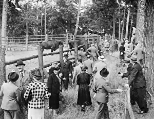Bison: Participants in a conference visit the bison in Karinhall, 1