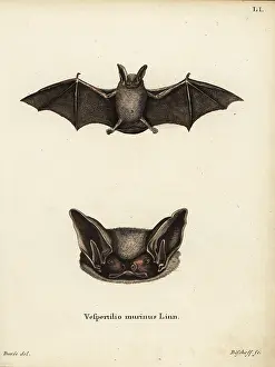 Bischoff: Particoloured bat, Vespertilio murinus