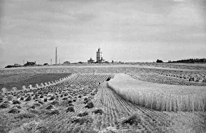 Cornfield: Partly harvested cornfield
