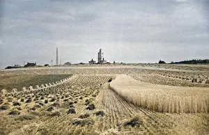 Cornfield: Partly harvested cornfield