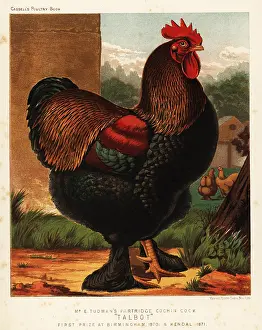 Cockfighting: Partridge cochin cock