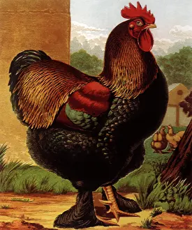 Hens: Partridge Cochin Cock