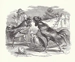 Laisne: The Partridge and the Cocks, by Grandville