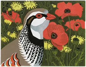 Partridge: Partridge Meadow