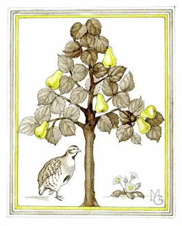Gillies: Partridge in a Pear Tree