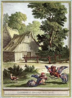 Partridge: Partridge and Roosters