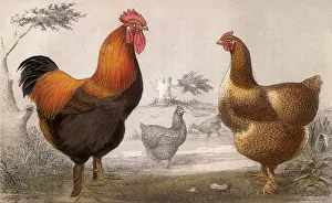 Partridge: Partridge Shanghaes