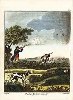 Pointers: Partridge shooting, 18th century