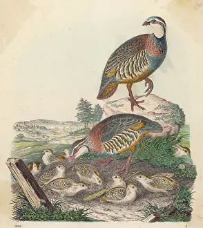 Perdix: PARTRIDGES 1860
