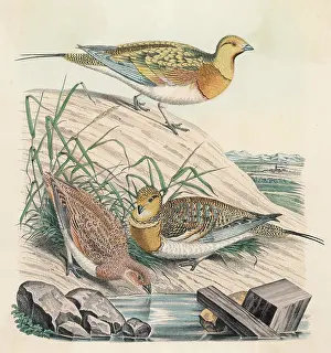 Perdix: PARTRIDGES 1860