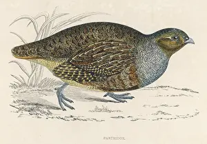 Perdix: PARTRIDGES