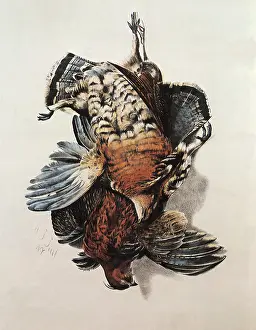 Partridges: Partridges