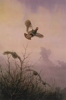 Partridges: Partridges Flying
