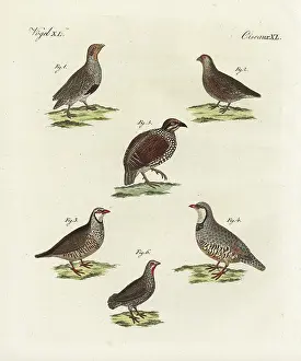 Perdix: Partridges, francolin and red-necked spurfowl