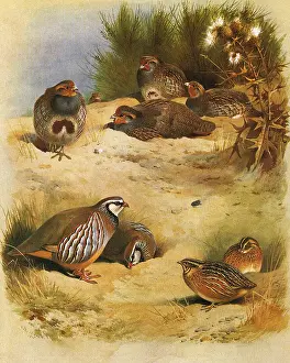 Partridge: Partridges and Quail