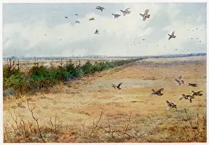 Sandringham: PARTRIDGES SANDRINGHAM