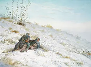Rickman: Three Partridges in Snow