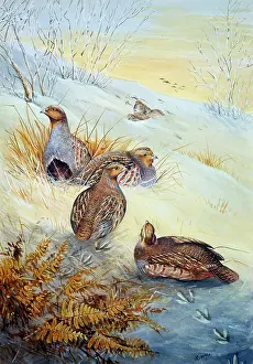 Benger: Partridges in the Snow