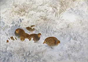 Partridges: Partridges in Snow