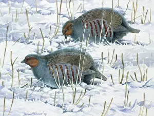 Partridges: Partridges in the Snow