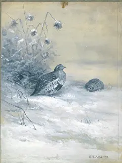 Partridges: Two Partridges in the snow
