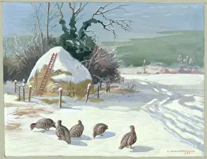 Partridges: Partridges in the snow with haystack
