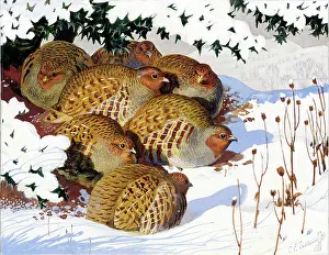 Partridges: Partridges in the Snow under a holly bush