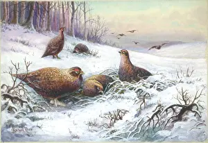 Halford: Partridges in a snowy landscape