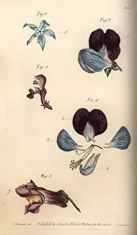 Snapdragon: Parts of fructification in borage 1, pea 2