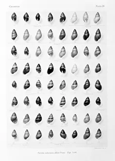Polynesian: Partula affinis, P. otaheitana, French Polynesian tree snail