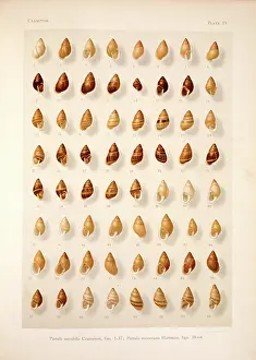 Compare: Partula mirabilis, P. mooreana, French Polynesian tree snai