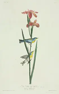 Iridaceae: Parula americana, northern parula