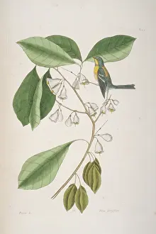 Catesby: Parula americana, northern parula
