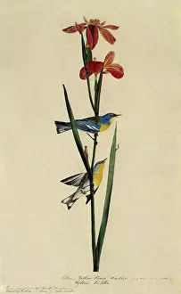 Mate: Parula Warblers