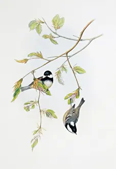 Ater: Parus ater, coal tit