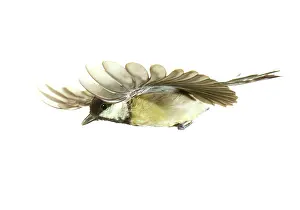 Ater: Parus ater, coal tit