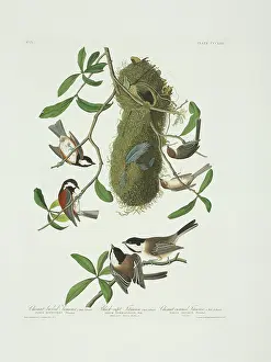 Minimus: Parus atricapillus, Parus rufescens, Psaltriparus minimus