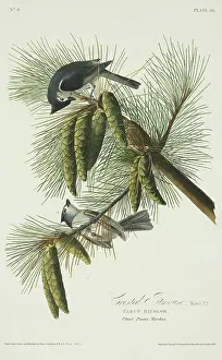 Pinus: Parus bicolor, tufted titmouse