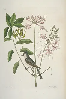 Tufted: Parus bicolor, tufted titmouse